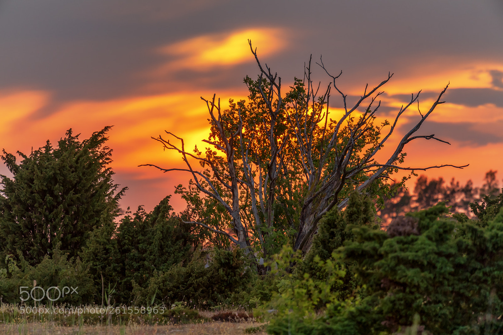 Nikon D5 sample photo. The tree photography