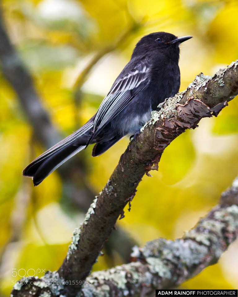Canon EOS 70D sample photo. Black phoebe la florida photography
