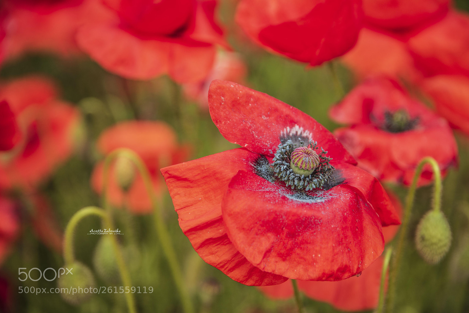 Nikon D750 sample photo. Macro of poppy seed. photography