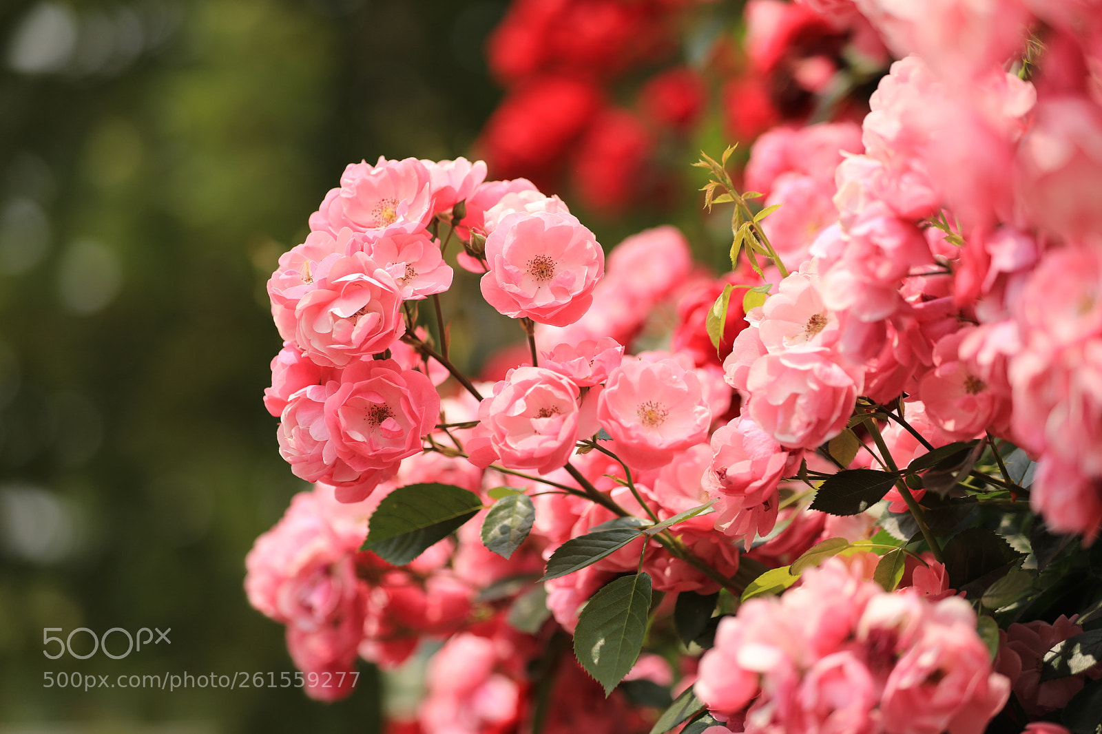 Canon EOS 5D Mark IV sample photo. Rosa "eyes for you" photography