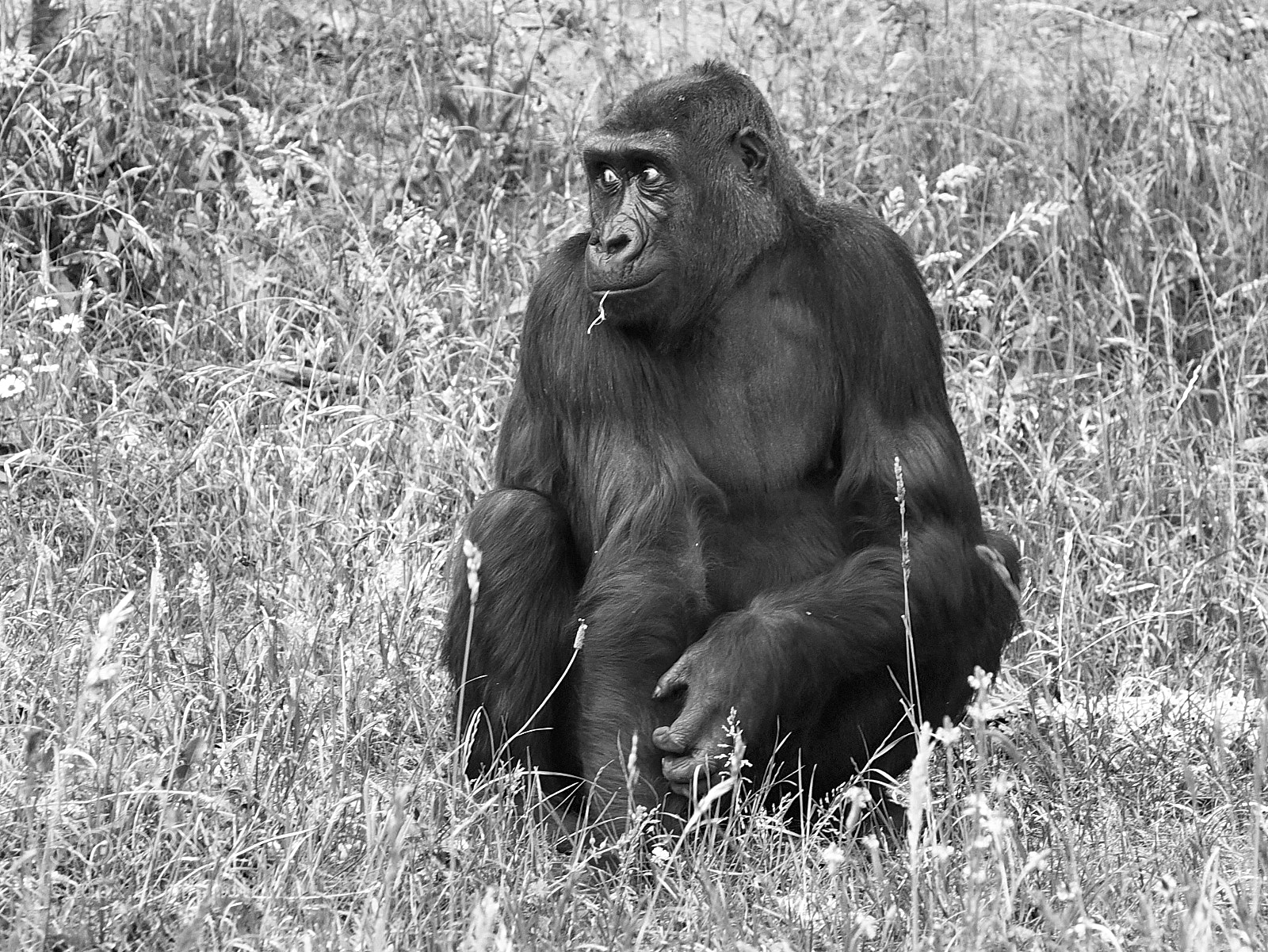 Nikon D750 sample photo. Gorilla photography