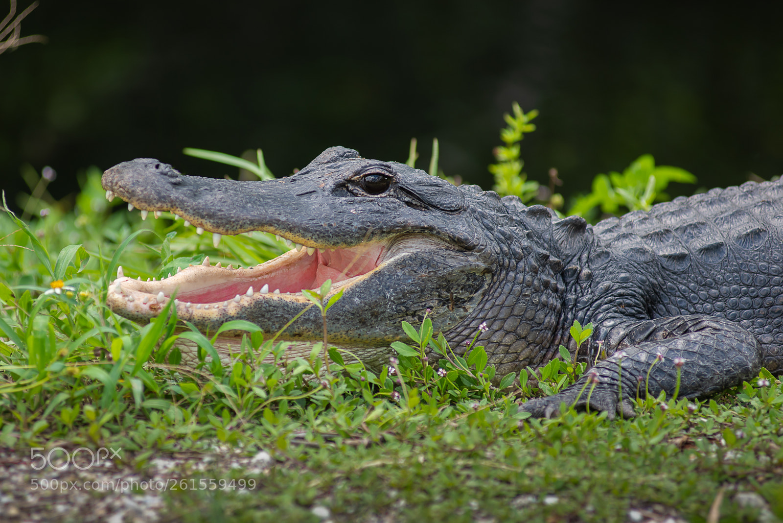 Nikon D810 sample photo. Tourist for lunch! photography