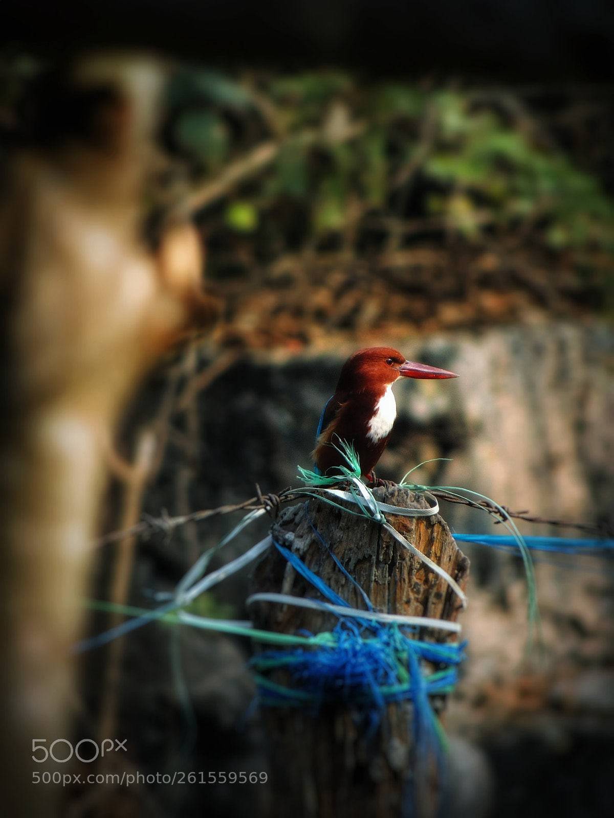 Nikon Coolpix P510 sample photo. White throated kingfisher photography