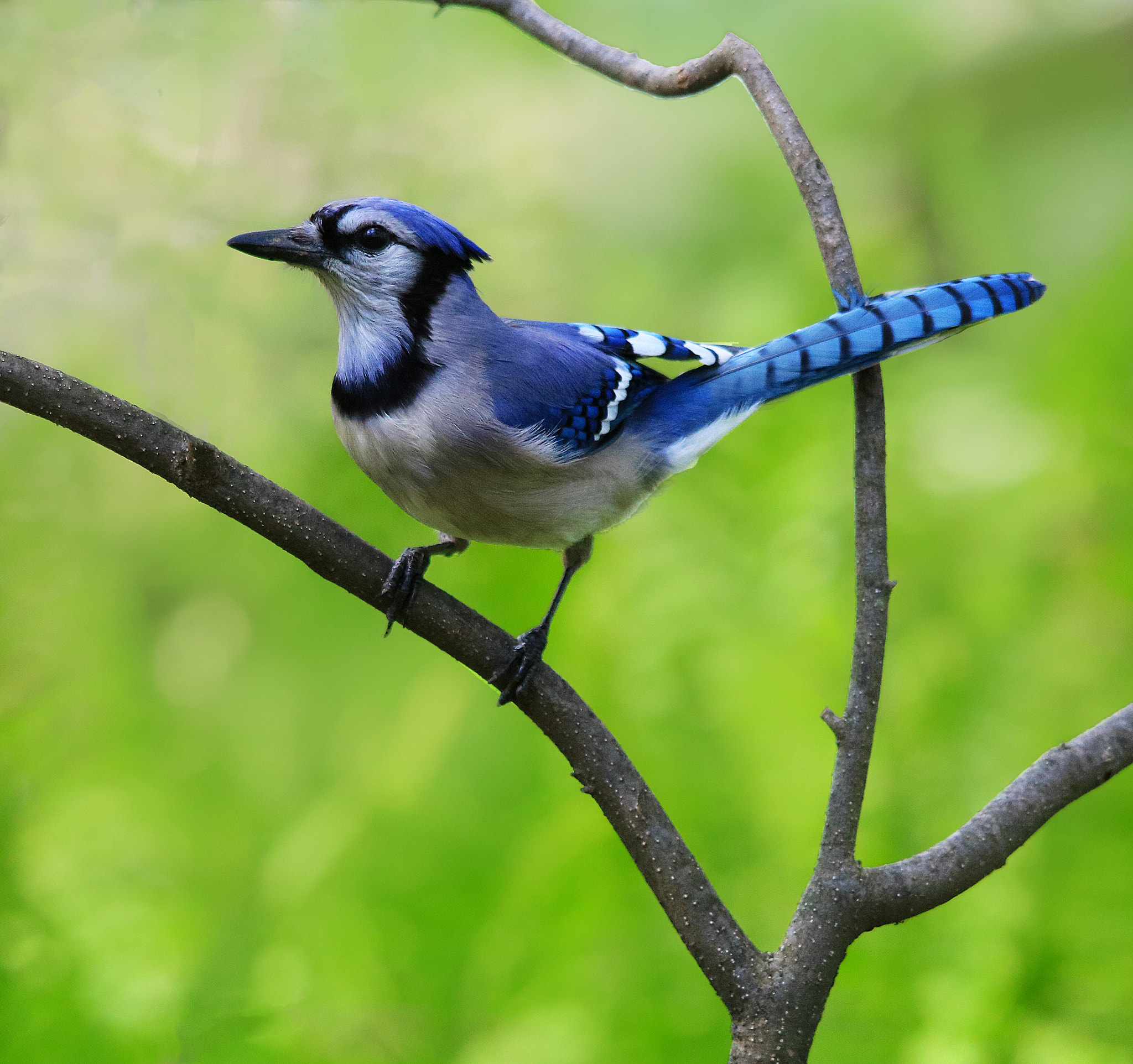 Canon EOS 750D (EOS Rebel T6i / EOS Kiss X8i) sample photo. Blue jay photography