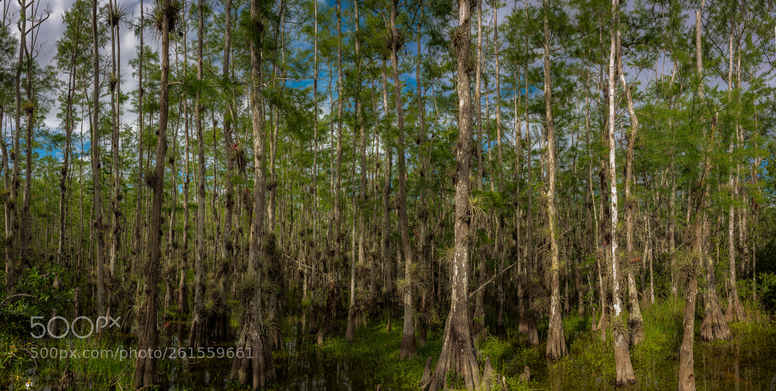 Nikon D810 sample photo. Big cypress national preserve photography