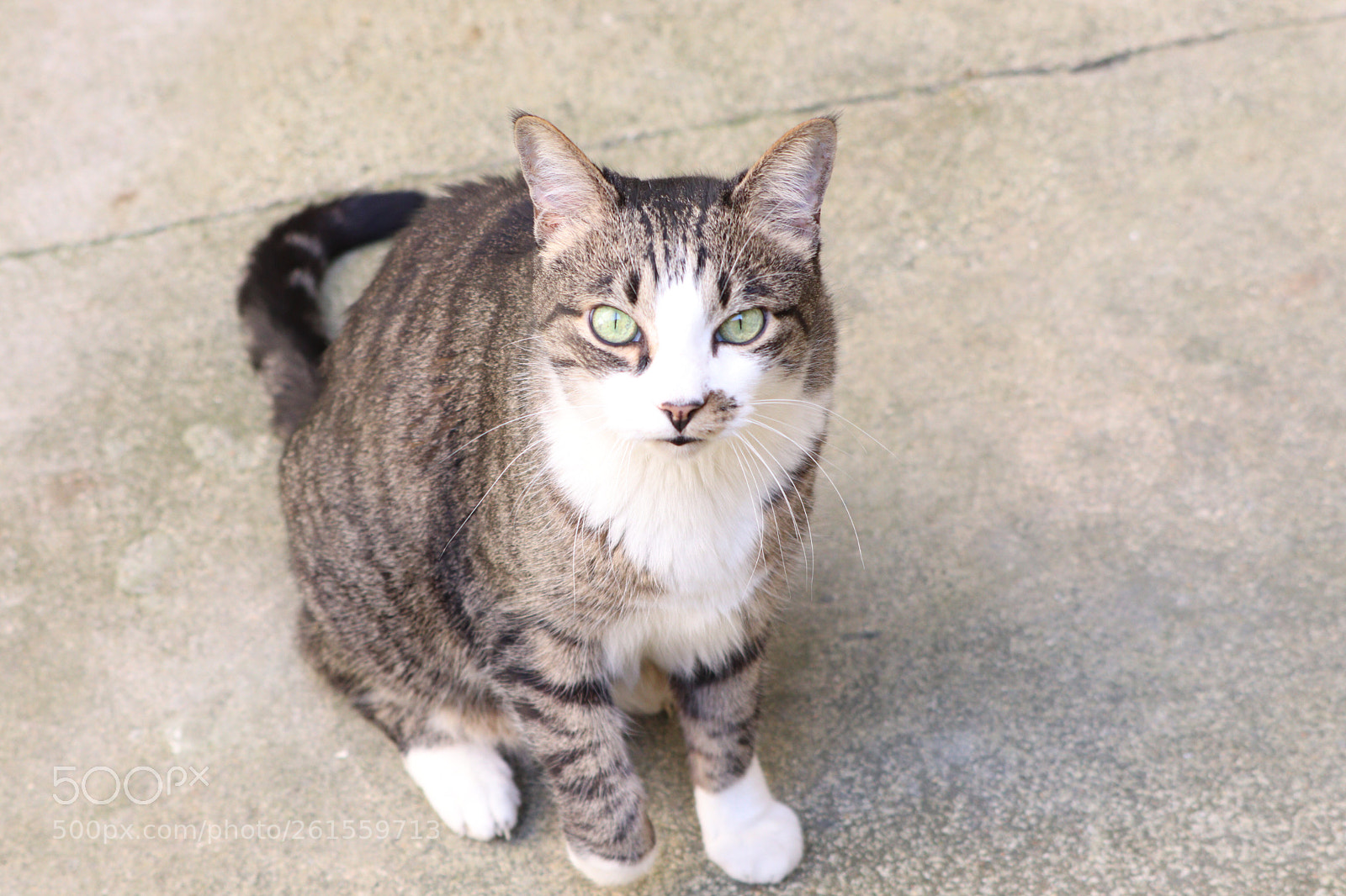 Canon EOS 77D (EOS 9000D / EOS 770D) sample photo. Felix photography