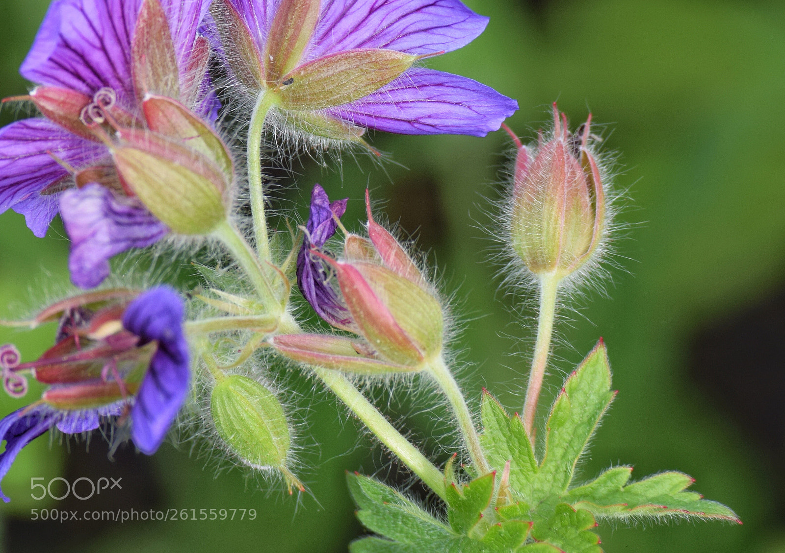Nikon D3300 sample photo. Flower photography