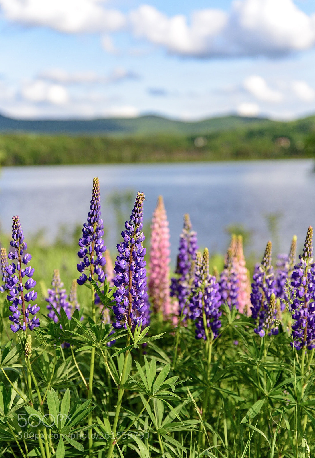 Nikon D750 sample photo. Lupines and puffy clouds photography