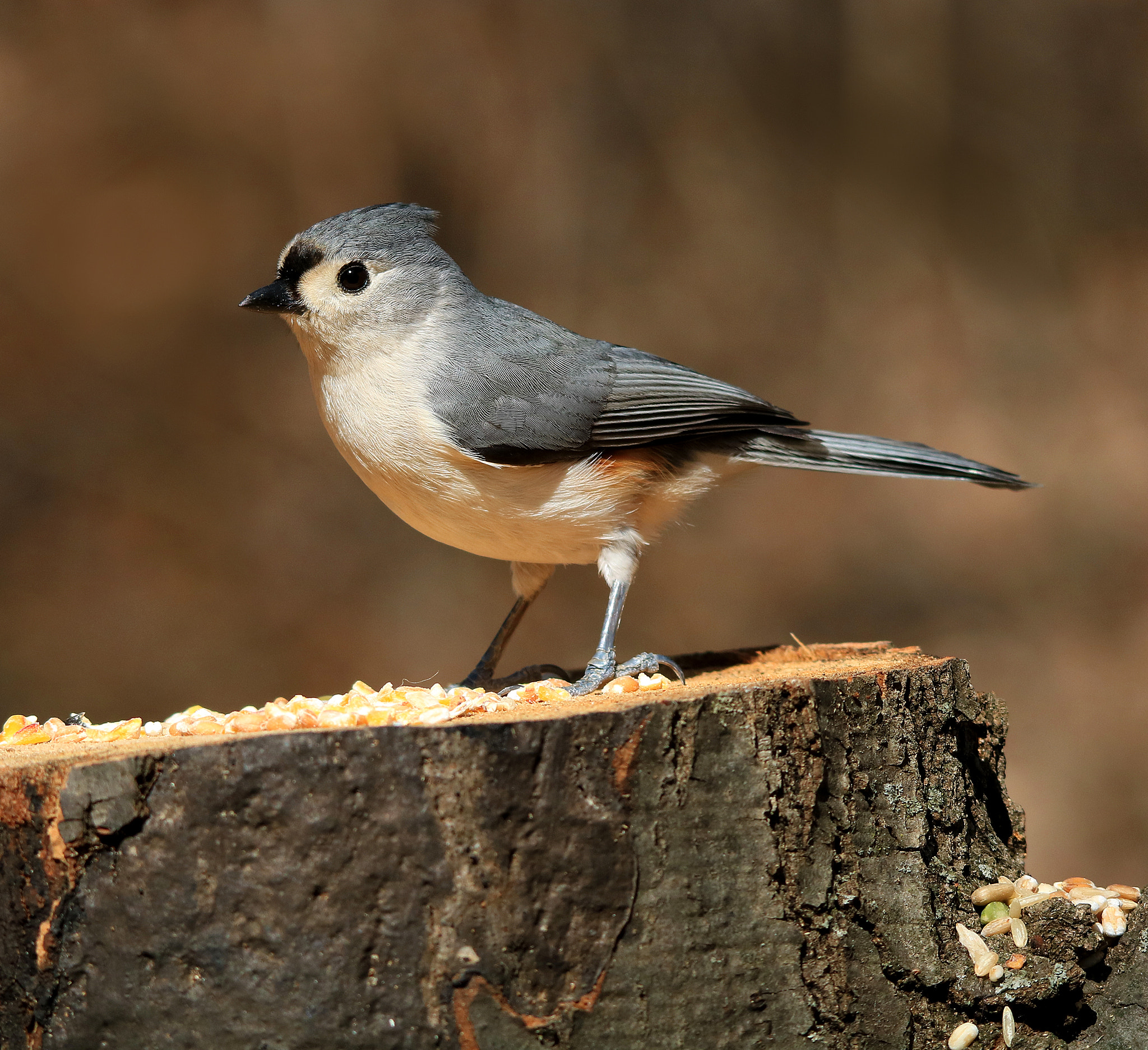 Canon EOS 750D (EOS Rebel T6i / EOS Kiss X8i) sample photo. Tufted titmouse photography