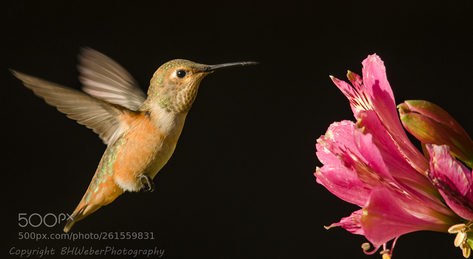 Nikon D7000 sample photo. Hummingbird and flower photography