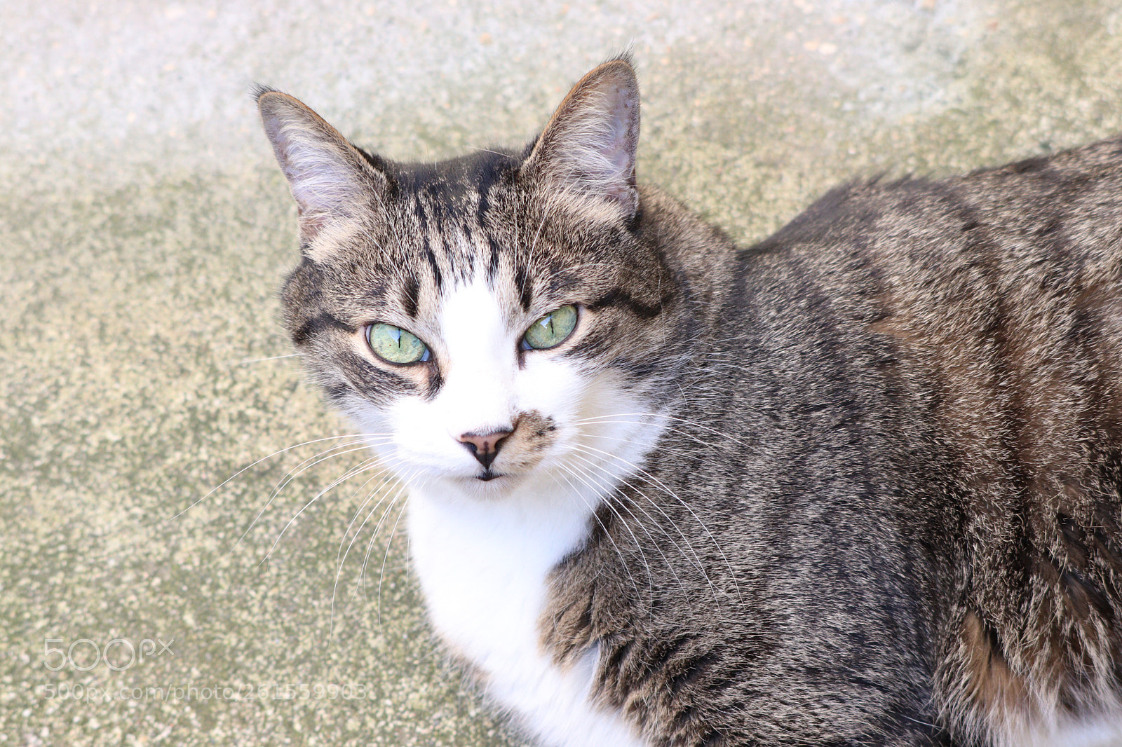 Canon EOS 77D (EOS 9000D / EOS 770D) sample photo. Untitled photography