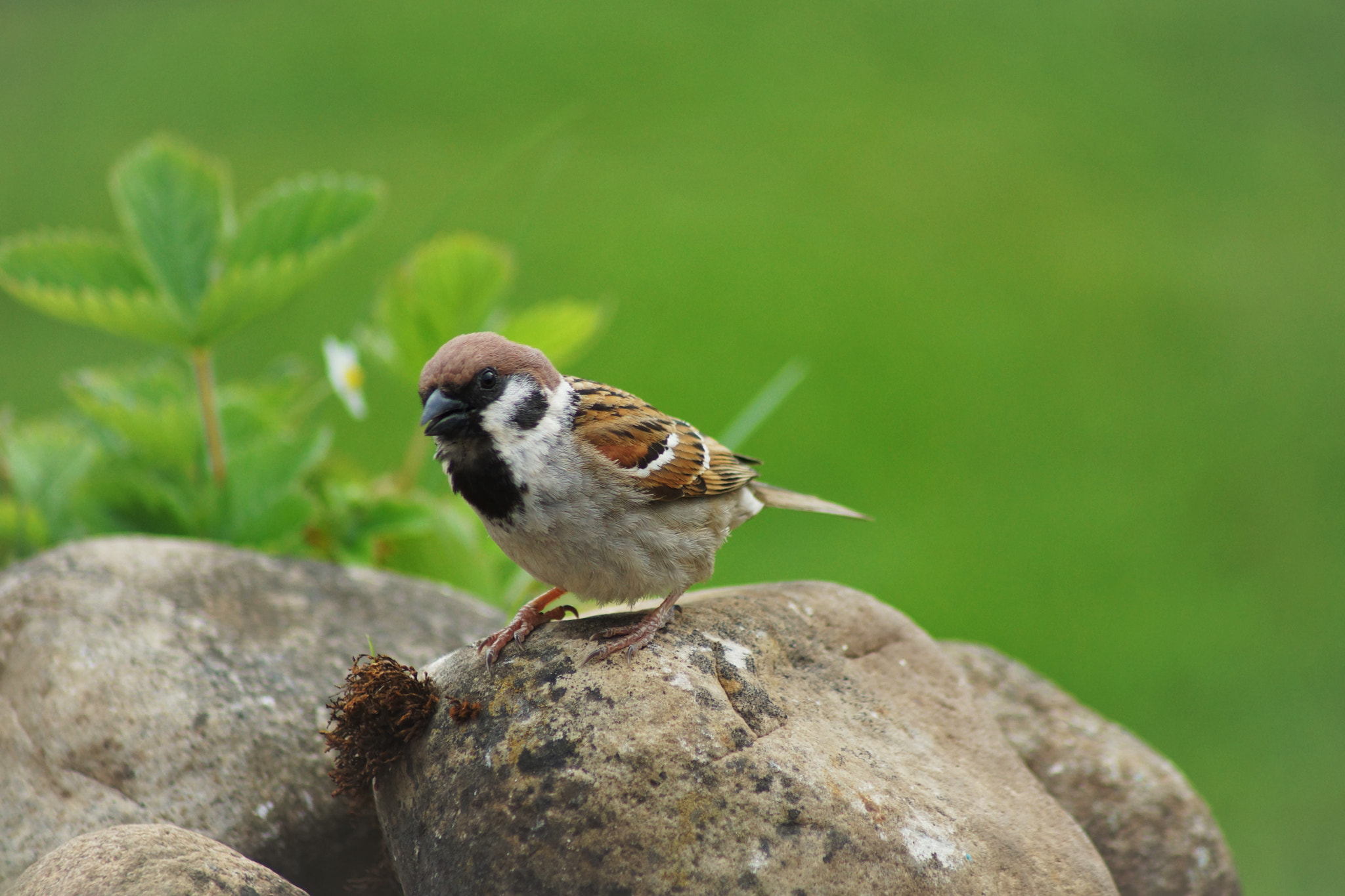 Sony SLT-A65 (SLT-A65V) sample photo. Angry birds photography