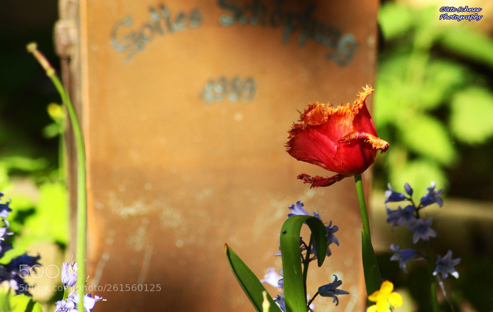 Canon EOS 1100D (EOS Rebel T3 / EOS Kiss X50) sample photo. ©ute schnee photography photography