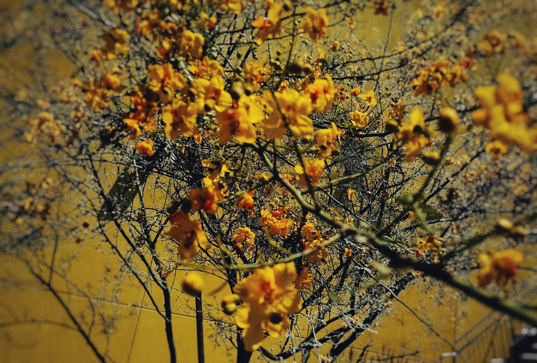 Sony Xperia XA1 Ultra sample photo. Yellow abstract photography