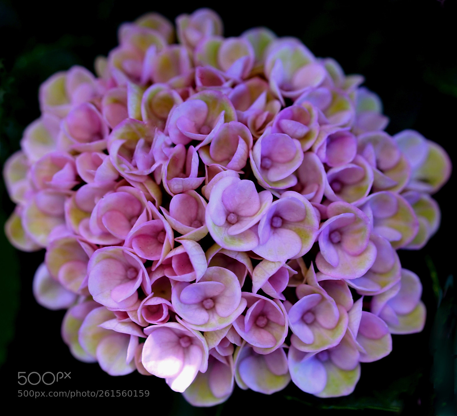 Sony a7 II sample photo. Beauty of nature photography