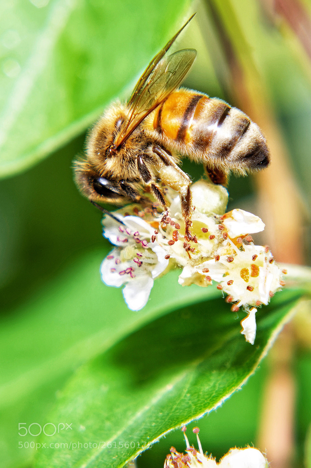 Nikon D850 sample photo. Bumble bee photography