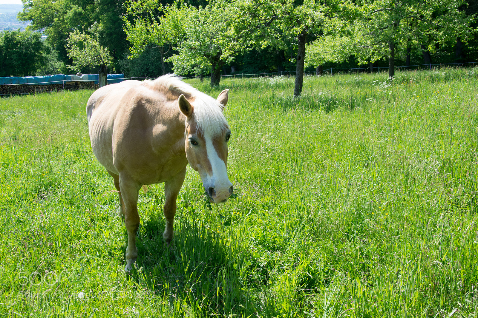 Nikon D5300 sample photo. Brown horse photography