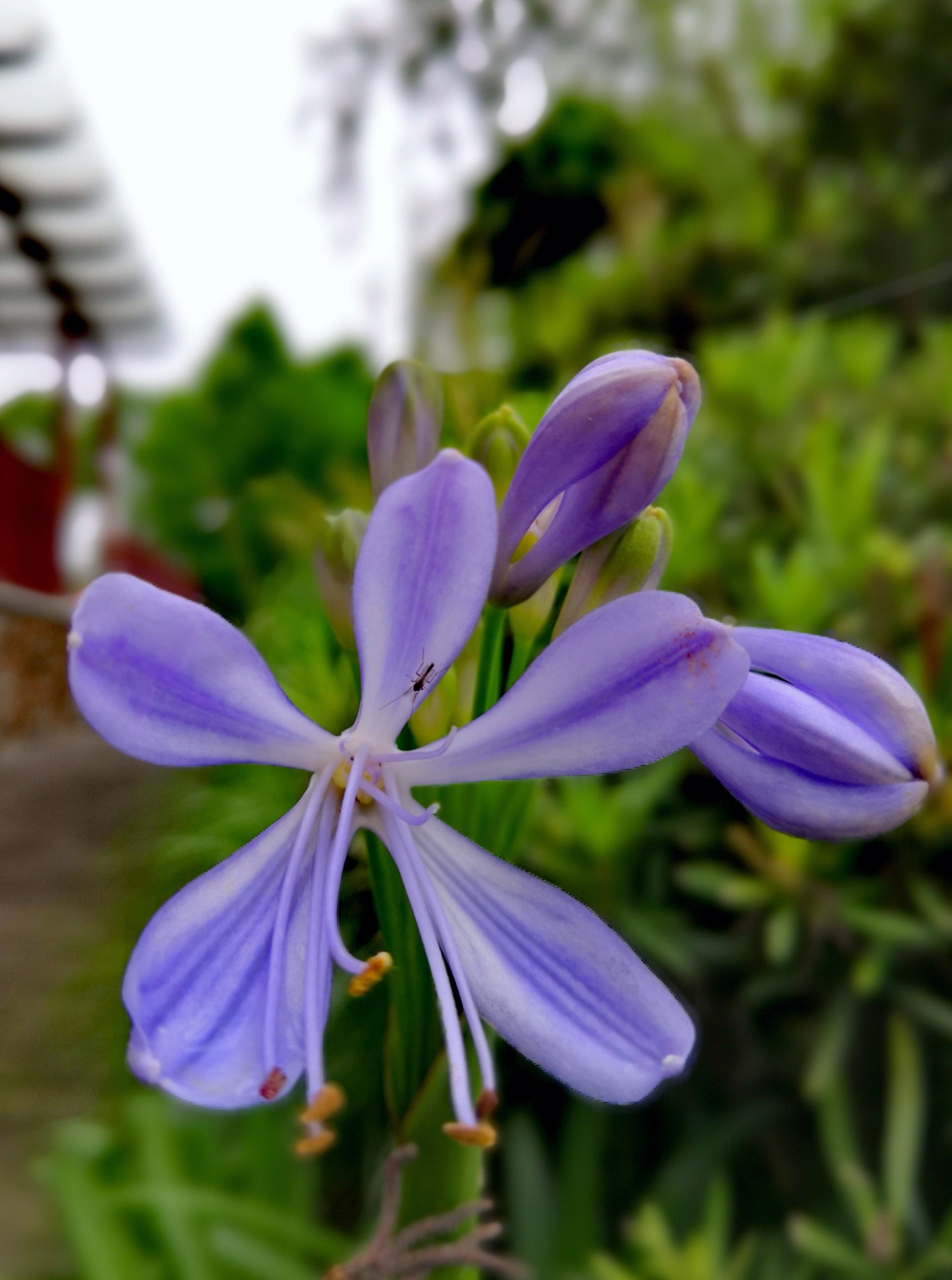 HUAWEI Honor 10 sample photo. Flowers in morning photography