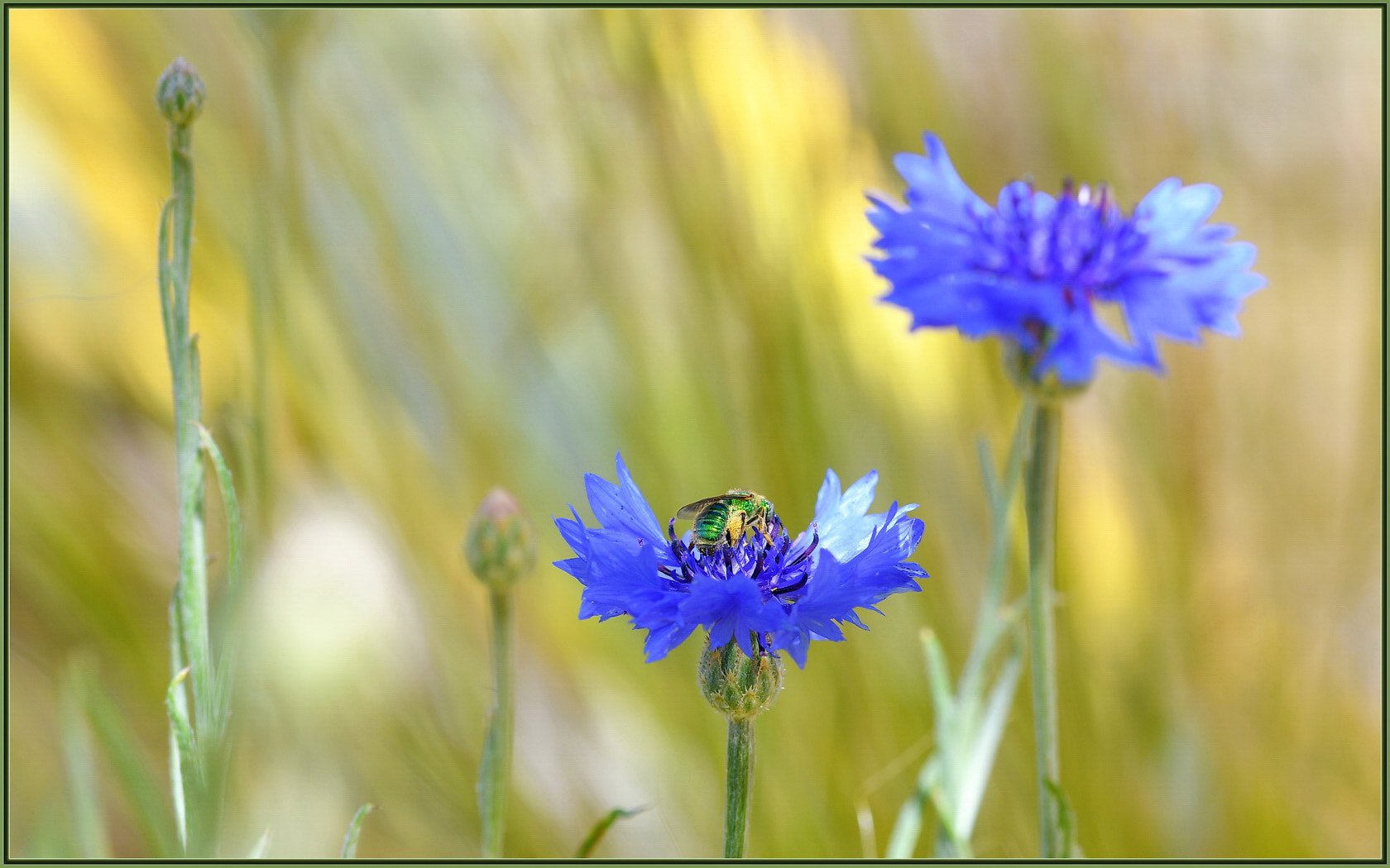 Nikon D850 + Sigma 105mm F2.8 EX DG OS HSM sample photo. Green bee gathering goodies photography