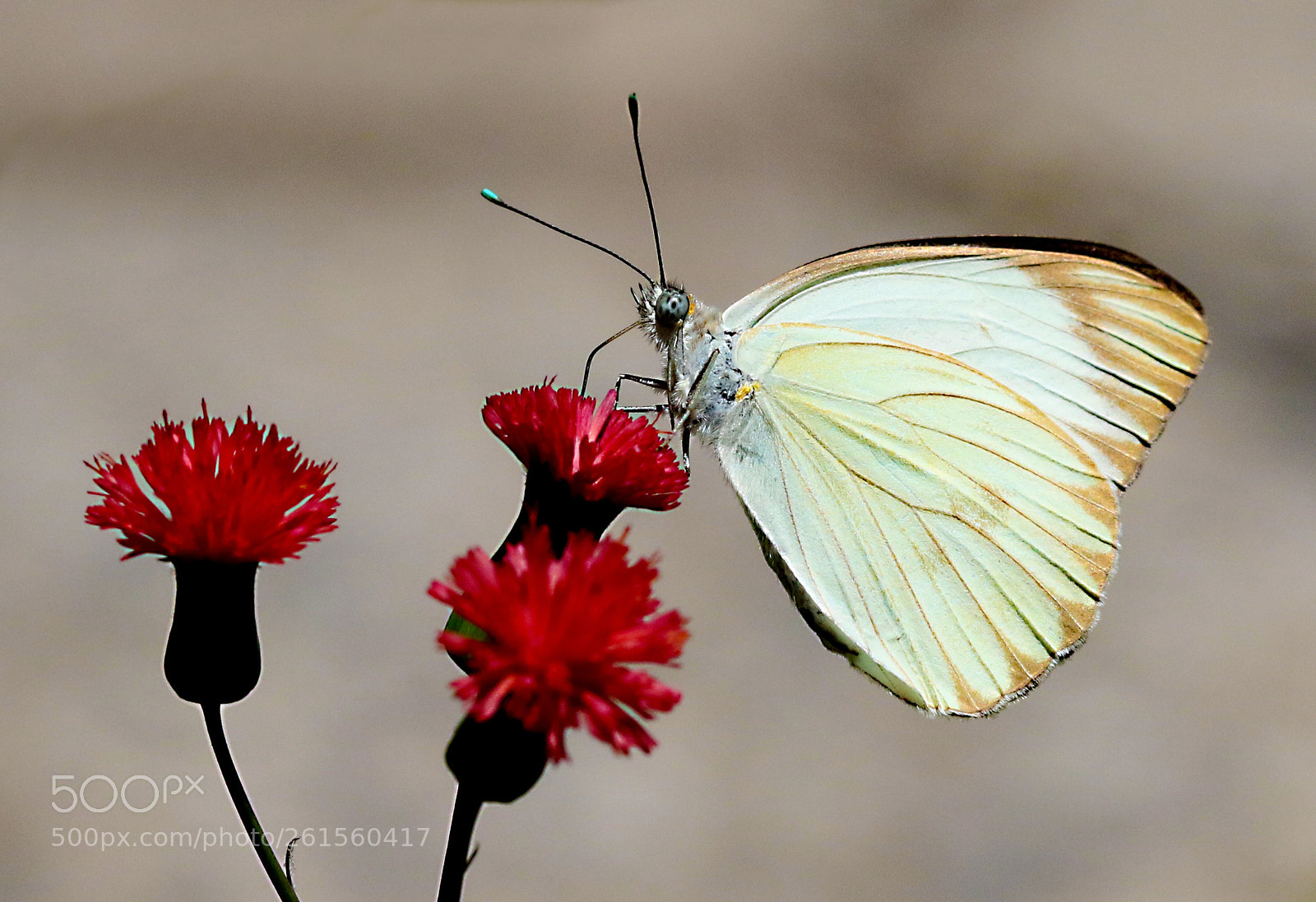 Canon EOS 7D Mark II sample photo. Borboleta brancÃo photography