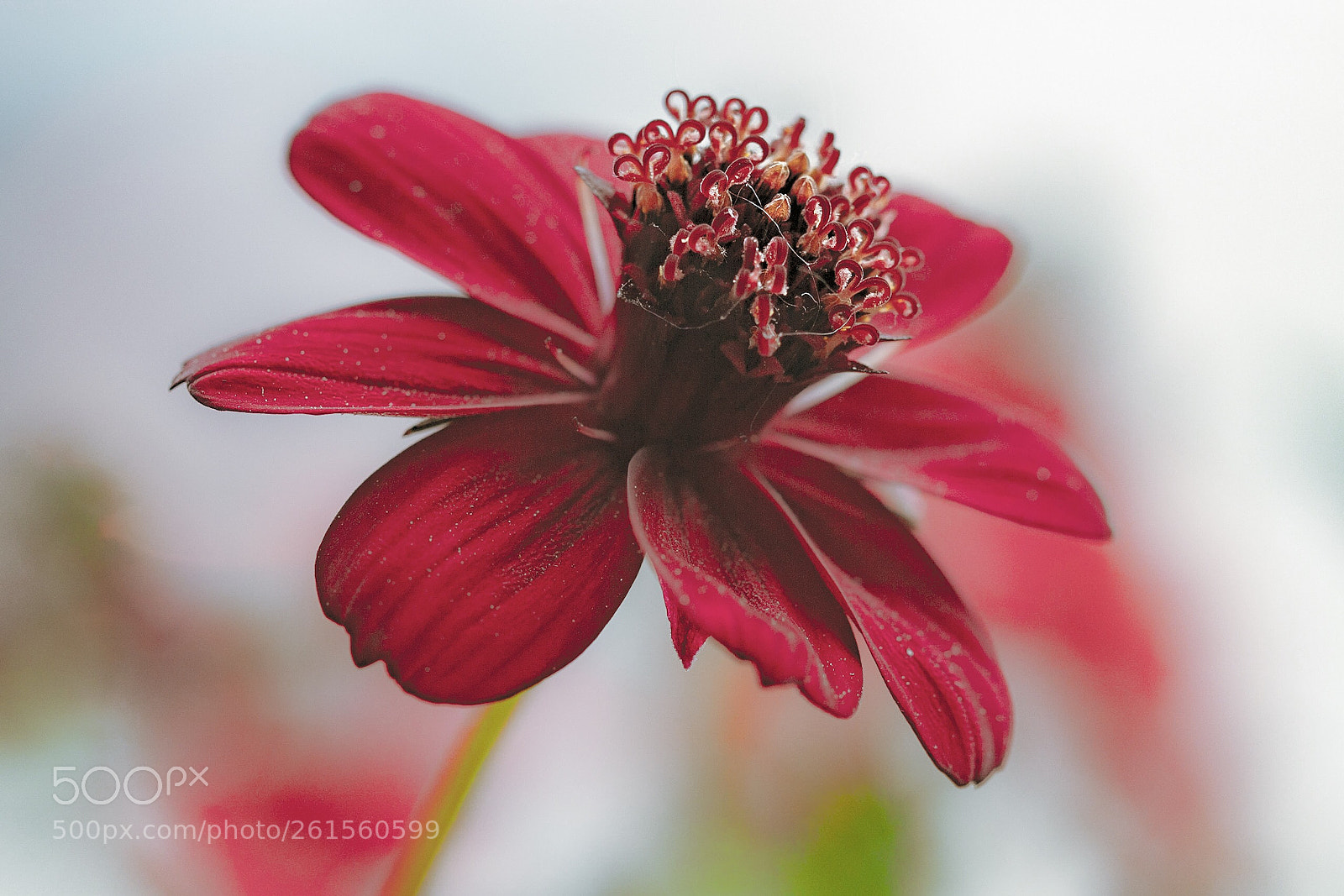 Canon EOS 600D (Rebel EOS T3i / EOS Kiss X5) sample photo. Red beauty photography