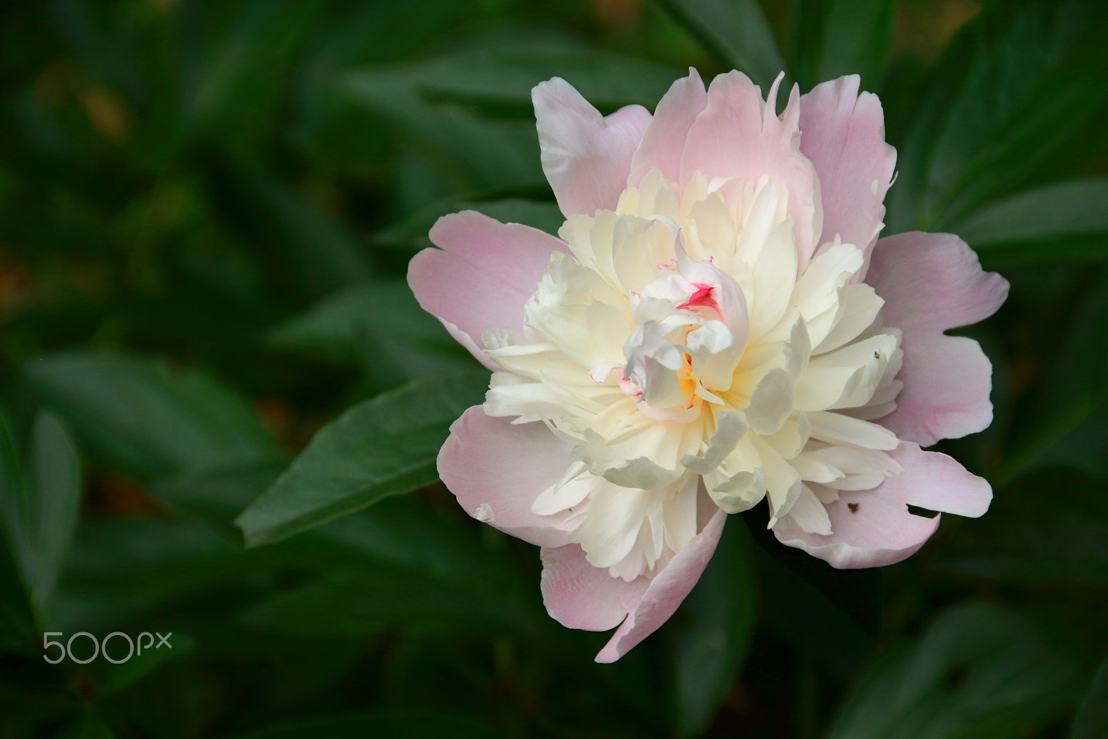 Canon EOS 650D (EOS Rebel T4i / EOS Kiss X6i) sample photo. That smell .... photography