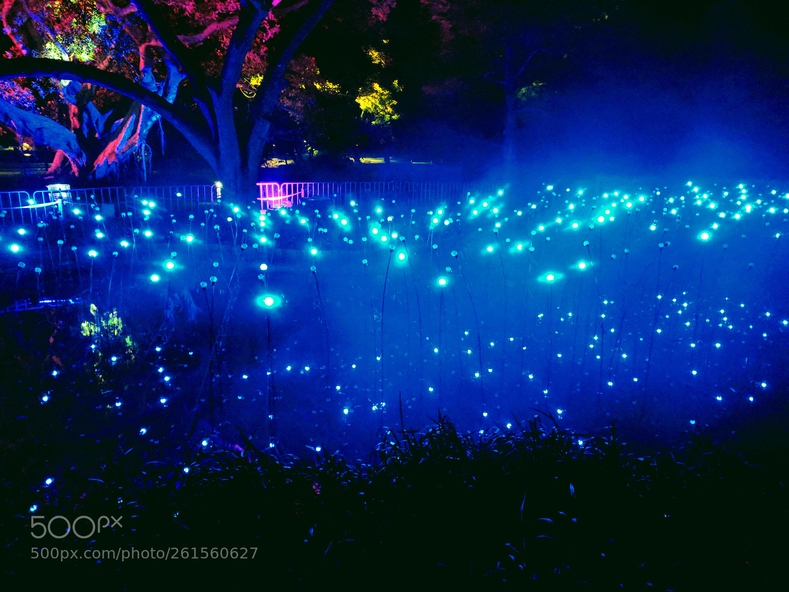Google Pixel sample photo. Firefly art photography