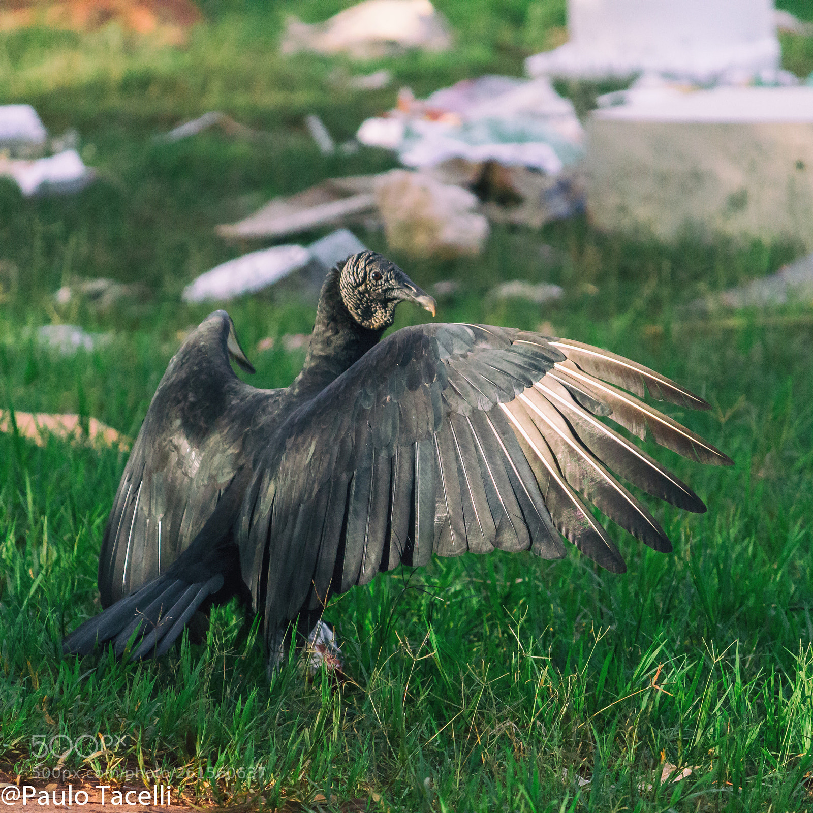 Canon EOS 1200D (EOS Rebel T5 / EOS Kiss X70 / EOS Hi) sample photo. Predador photography
