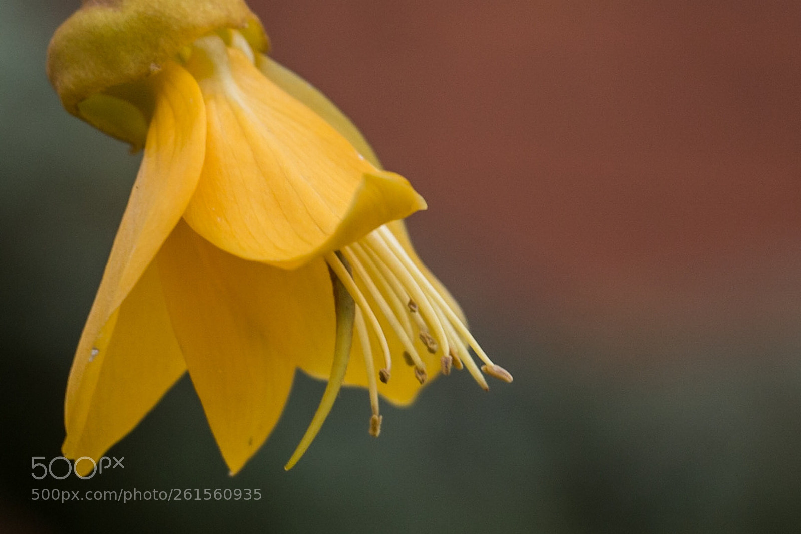 Canon EOS 70D sample photo. New zealand kowhai photography