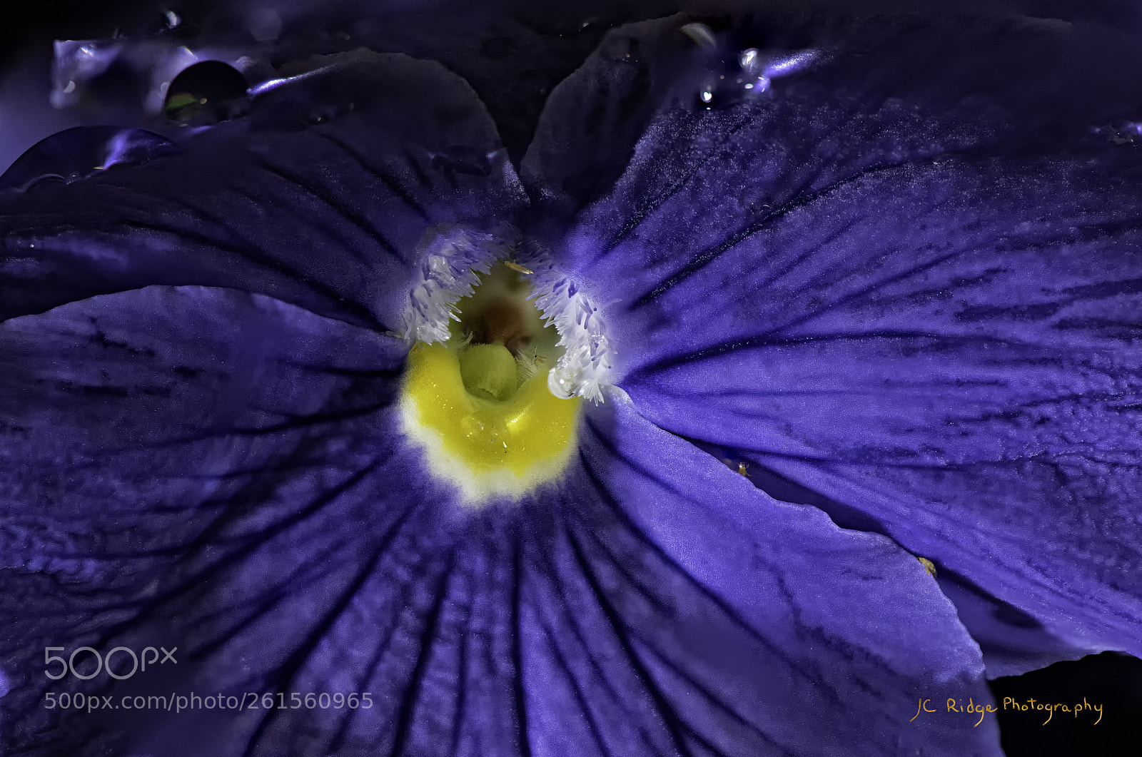 Nikon D810 sample photo. Purple pansy photography