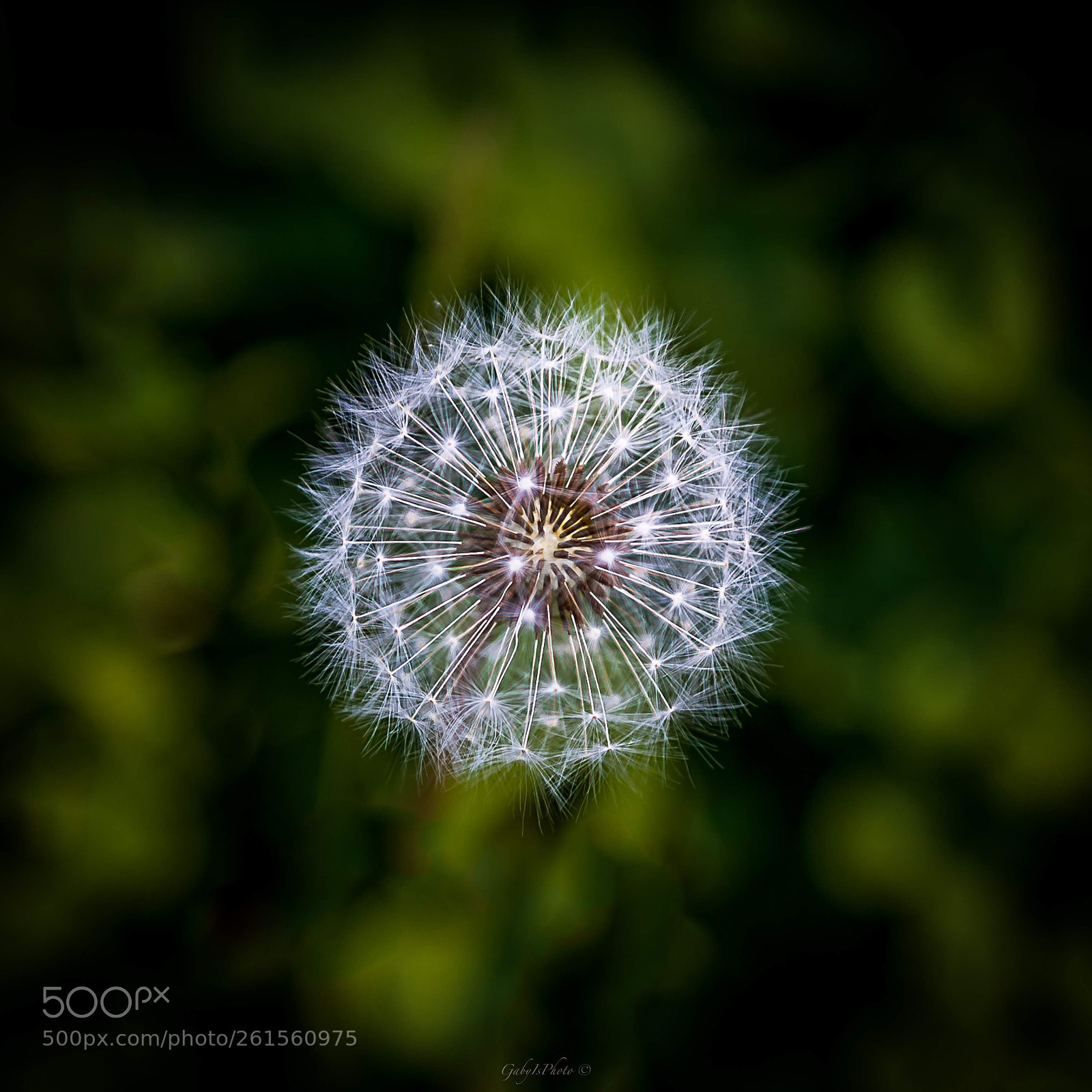 Nikon D750 sample photo. Dandelion  photography