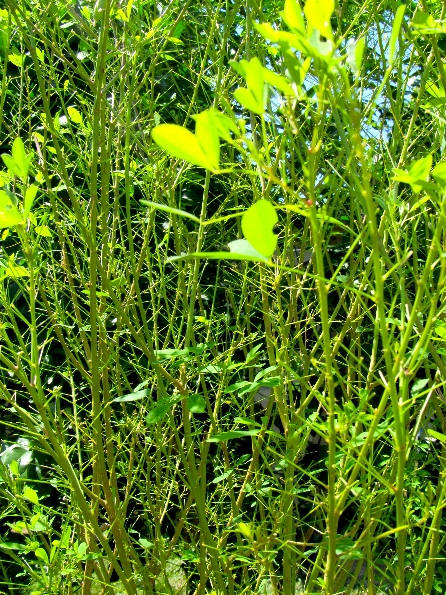 Canon PowerShot SX520 HS sample photo. Muro vegetal photography