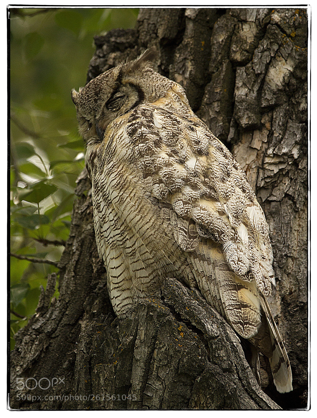 Canon EOS 7D sample photo. Sleeping great horned owl. photography
