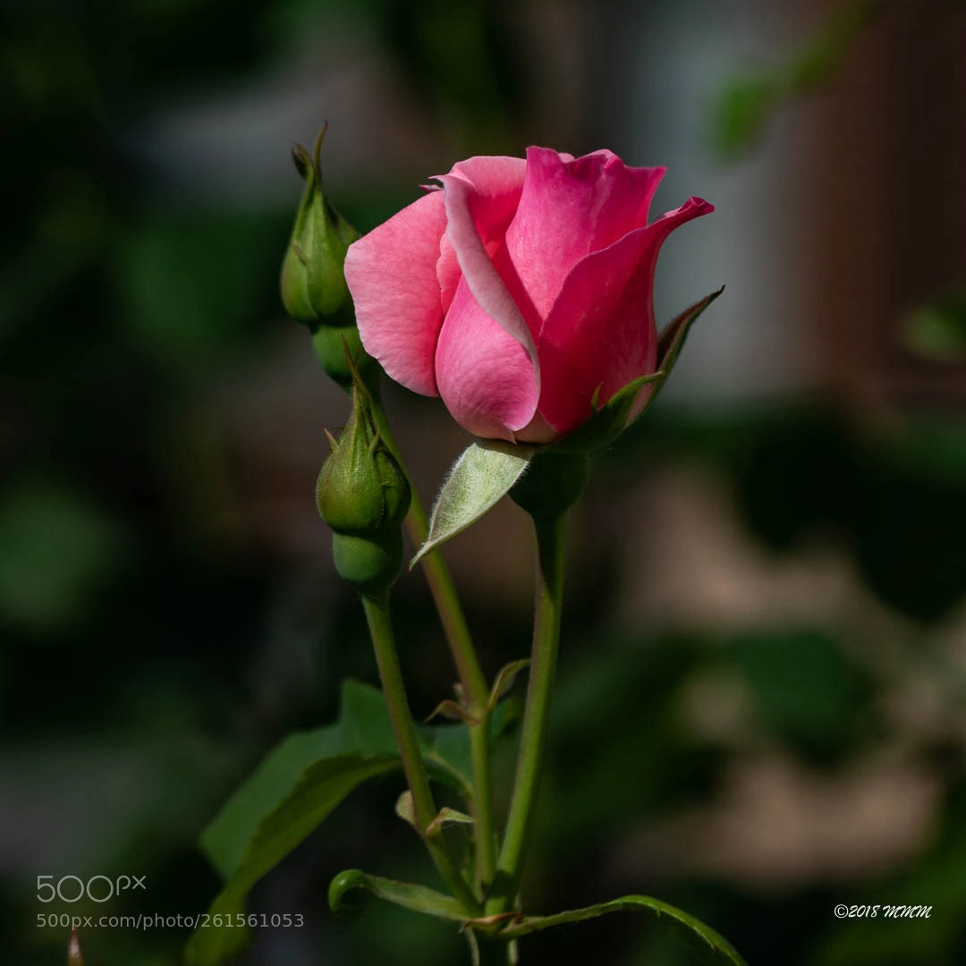 Canon EOS 77D (EOS 9000D / EOS 770D) sample photo. Early rose bud photography