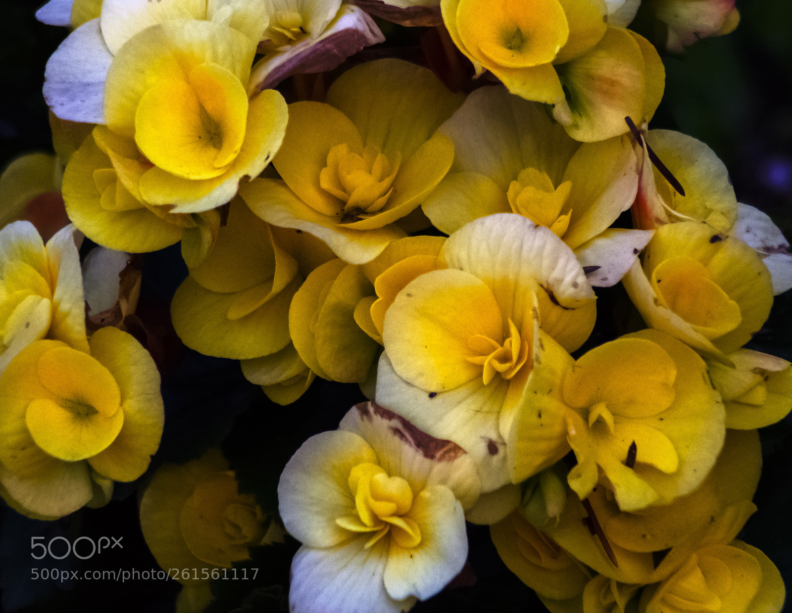 Nikon D3400 sample photo. Buttercups photography