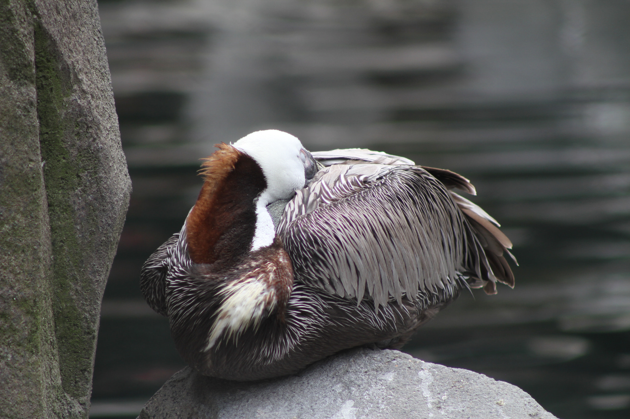 Canon EF 75-300mm f/4-5.6 sample photo. Img photography