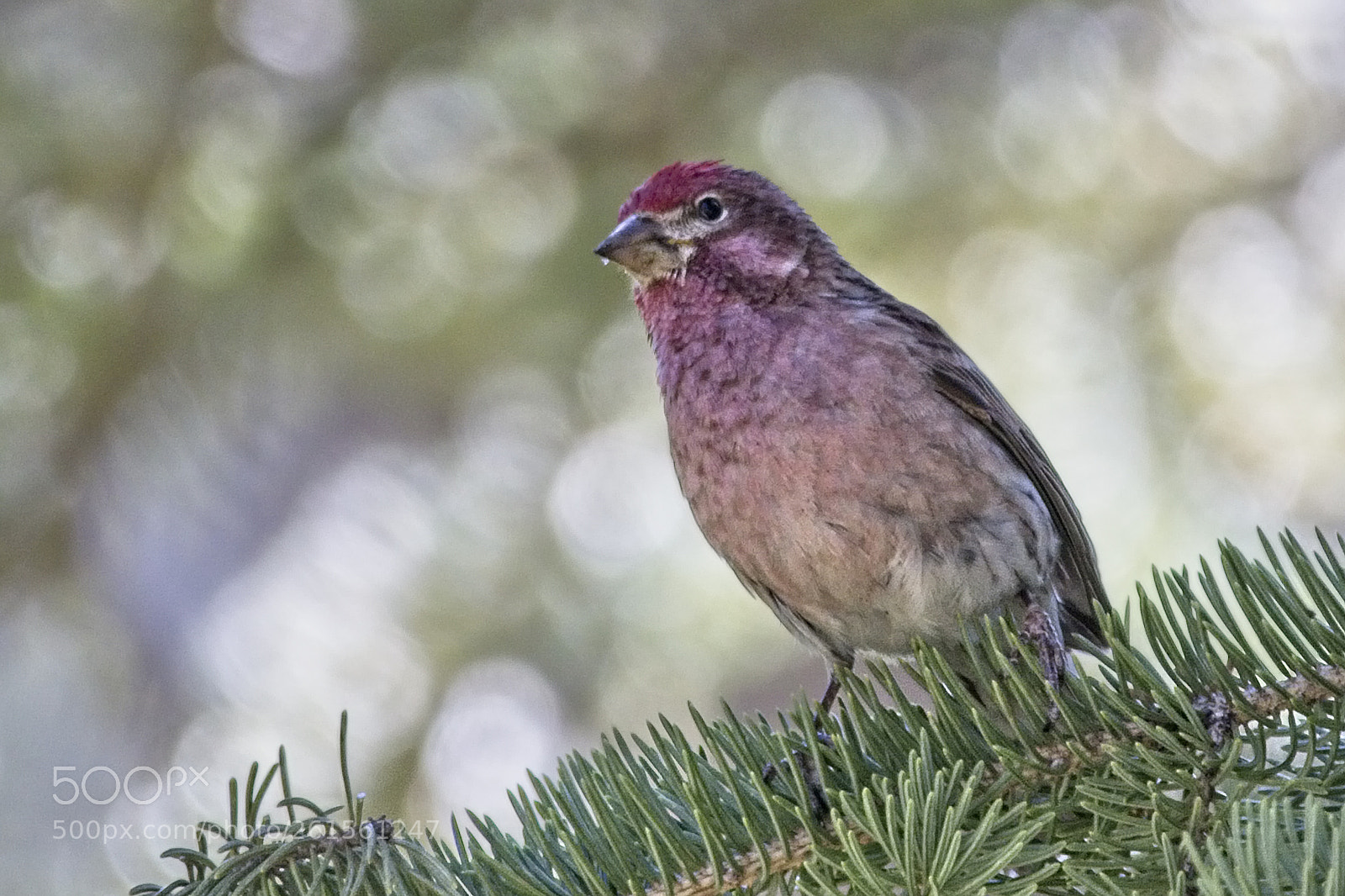 Canon EOS 80D sample photo. Cassin’s finch photography