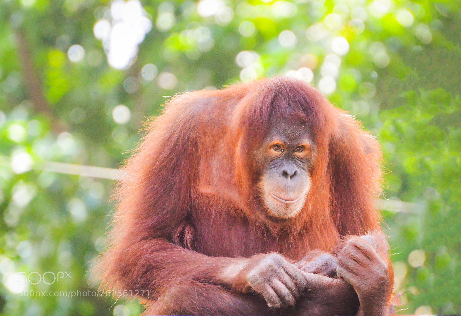 Nikon D3200 sample photo. Orang utan photography