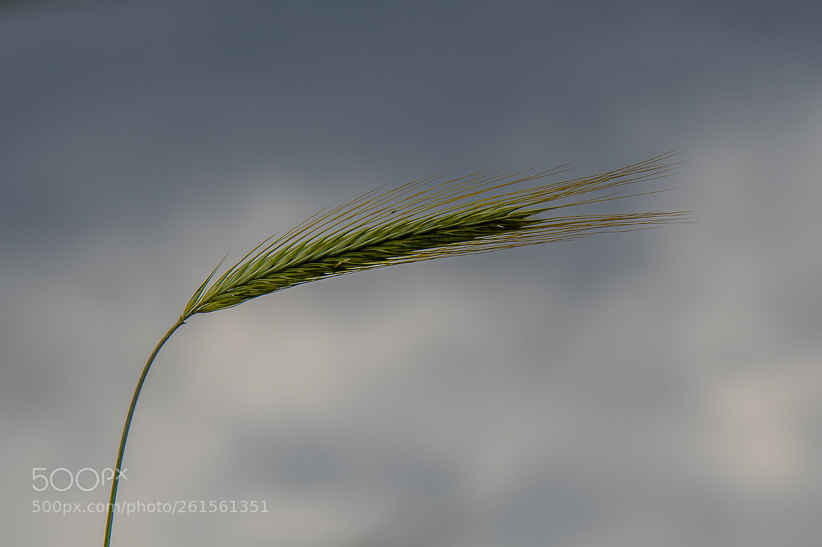 Nikon D500 sample photo. Grain photography