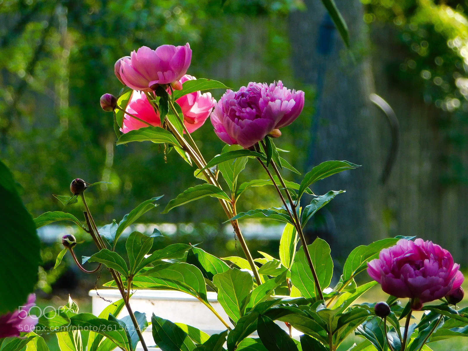 Nikon Coolpix B500 sample photo. The beautiful peonies photography