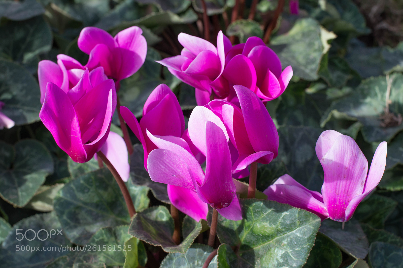Nikon D610 sample photo. Untitled photography