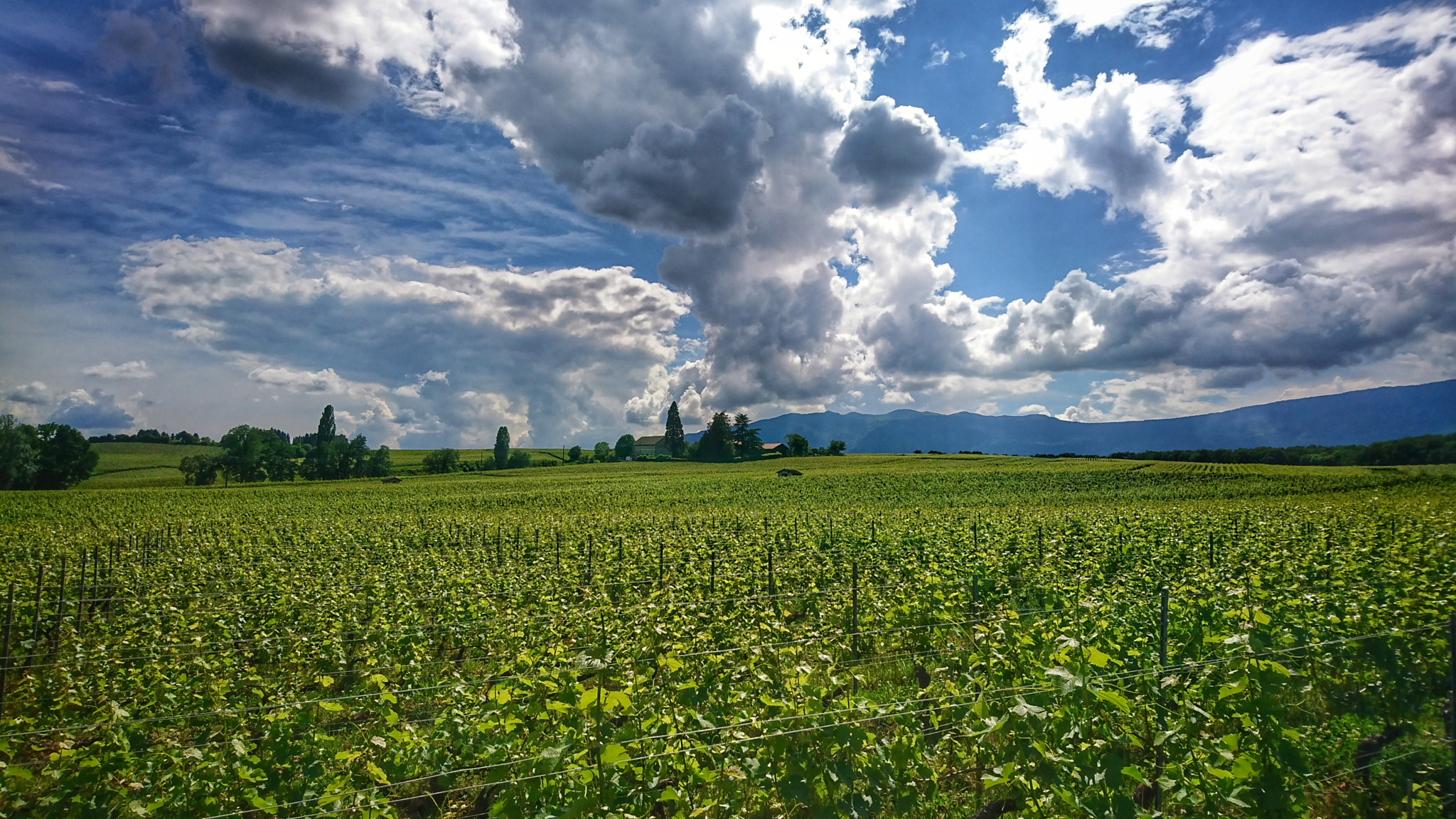 Sony Xperia XZ sample photo. Where your chardonnay comes from photography