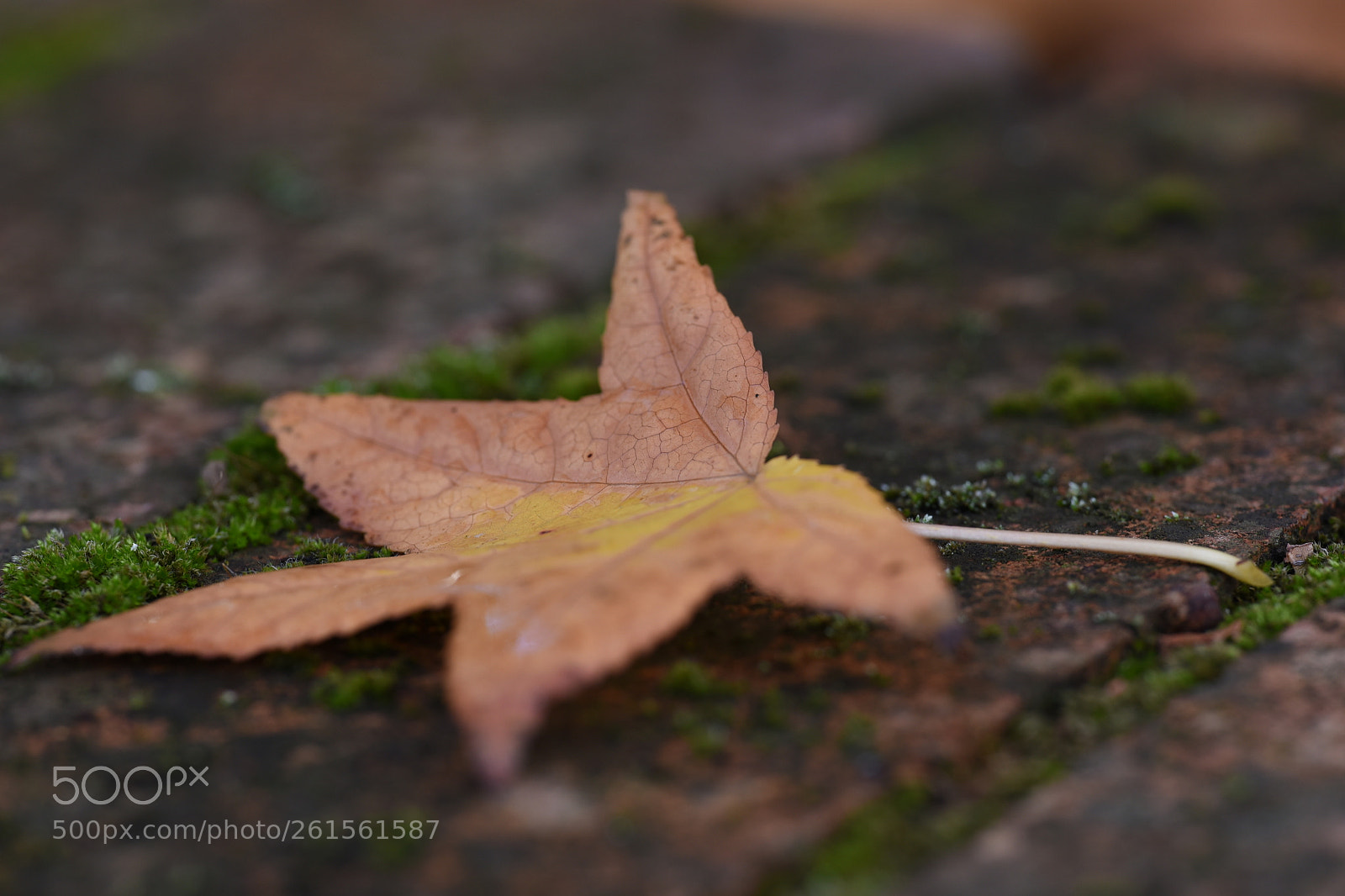 Nikon D750 sample photo. Autumn photography
