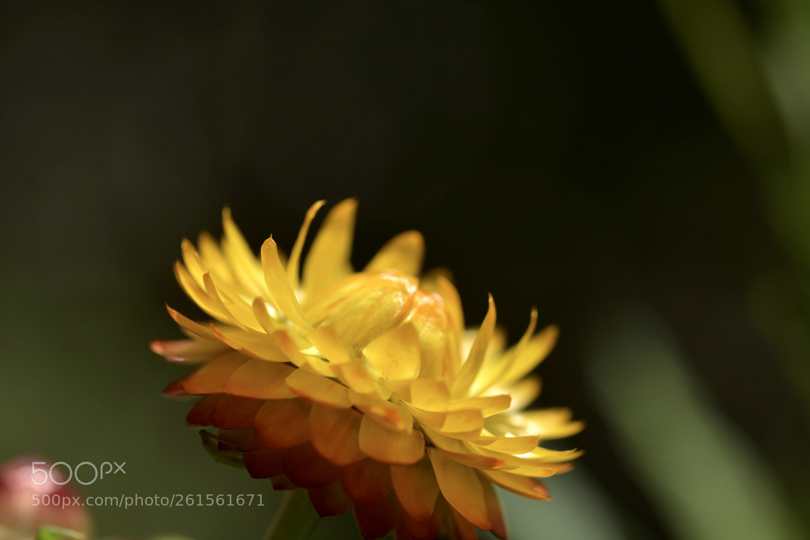 Nikon D7200 sample photo. Flower photography