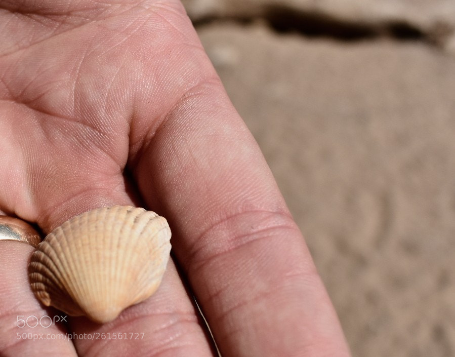 Nikon D3400 sample photo. Shell photography