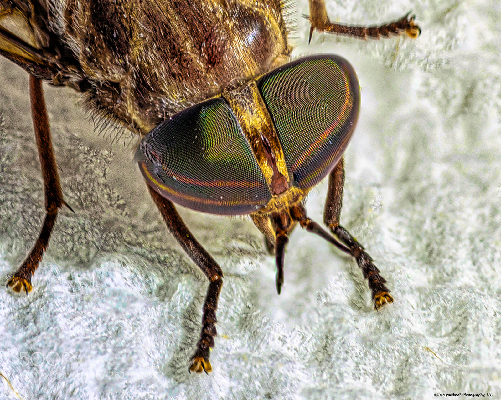 Canon EOS 6D sample photo. Louisiana horsefly 2 photography