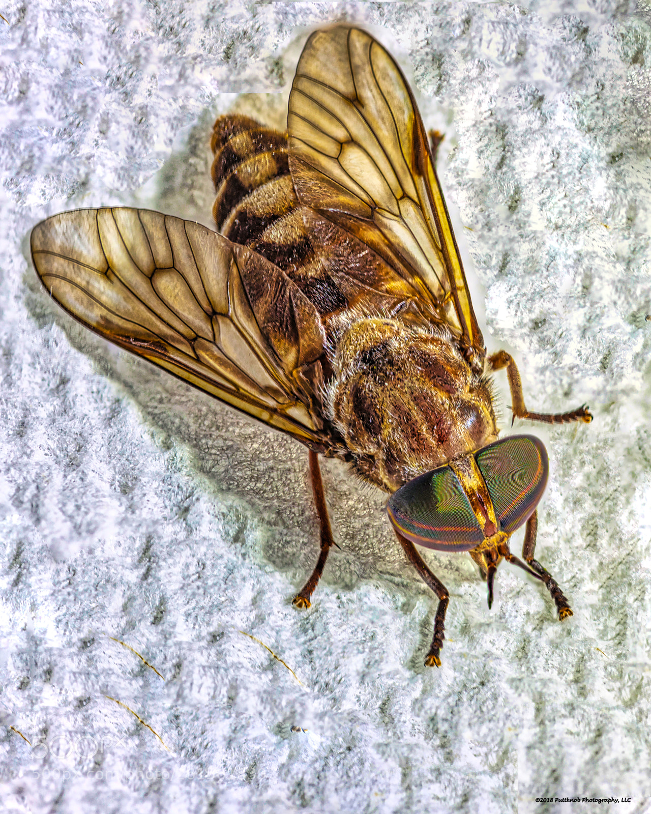 Canon EOS 6D sample photo. Louisiana horsefly 1 photography