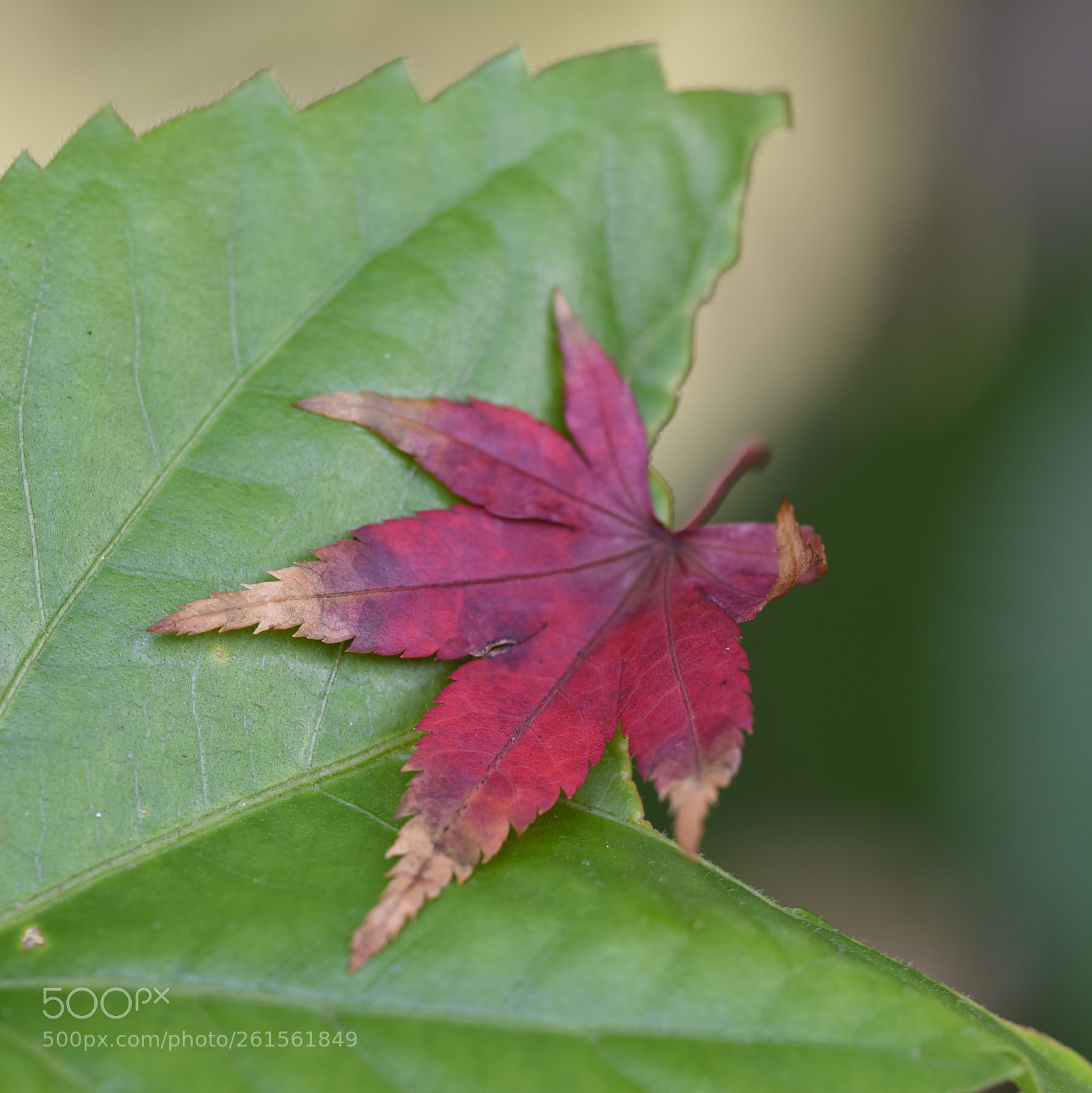 Nikon D750 sample photo. Green leaf and red photography