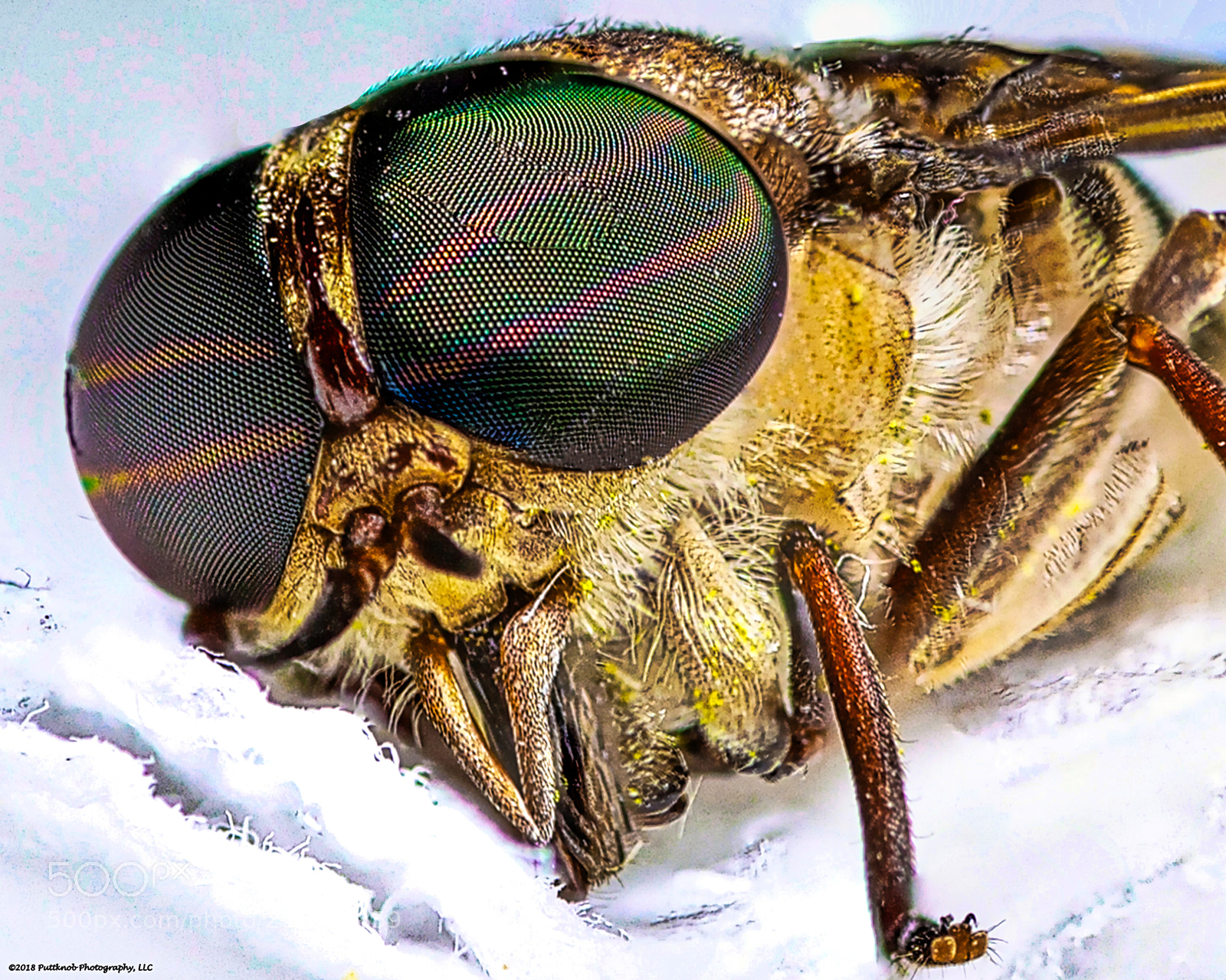 Canon EOS 6D sample photo. Louisiana horsefly 3 photography