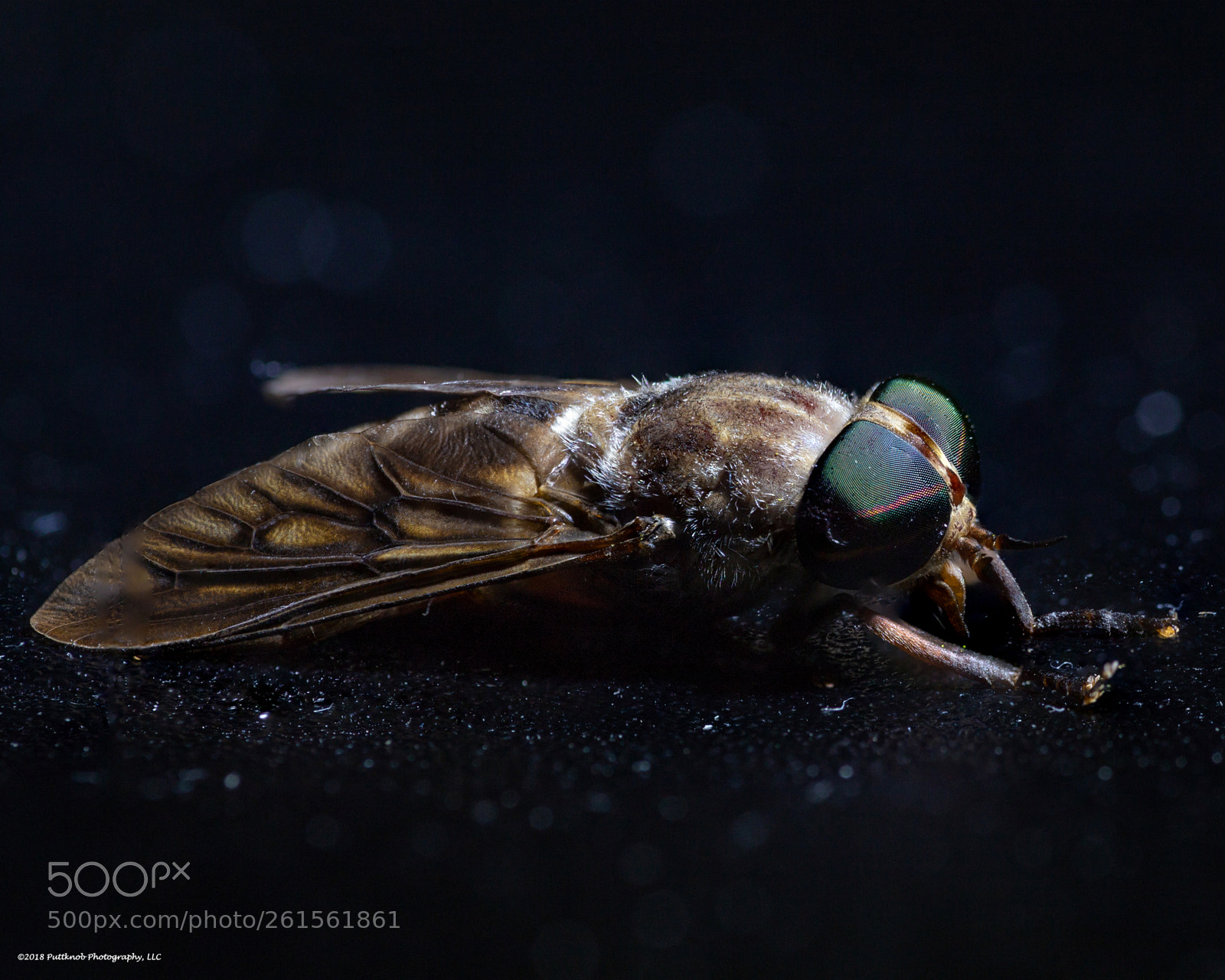 Canon EOS 6D sample photo. Louisiana horsefly 4 photography